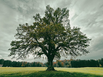 EIR - Schamanische Heilwege