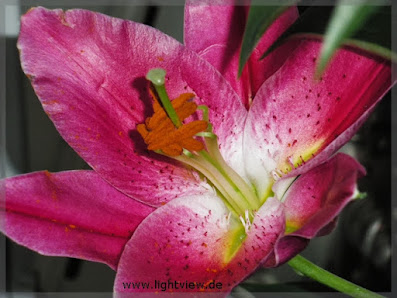 Impression von Lightview, Reiki-Coach, Heil - Körperarbeit und Schamanismus